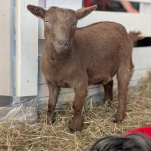 492000678_1115266480646072_2346736514083958347_n