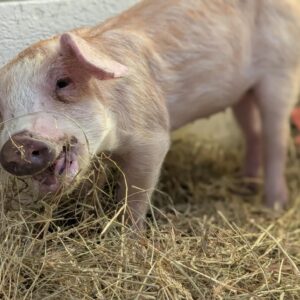 492000742_1115266477312739_3339317504607520555_n