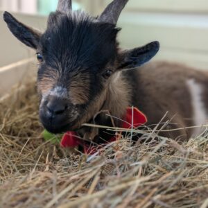 492000977_1115266380646082_8992918096978372778_n