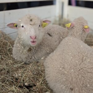 492020385_1115266433979410_4227526156538811209_n