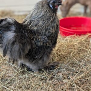 492084522_1115266383979415_8049373458168151774_n