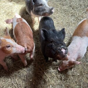 512705029_1025985799718242_4783197570791174862_n